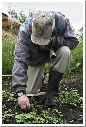 Somerset Gardening