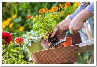 Gardening Safely Somerset NJ